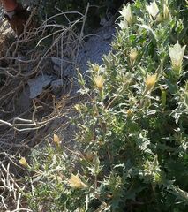 Mentzelia involucrata