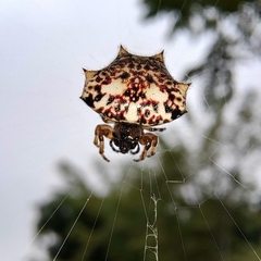 Gasteracantha kuhli