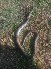 Palusophis bifossatus