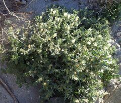 Mentzelia involucrata