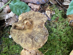 Suillus caerulescens