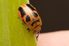 Calomela crassicornis