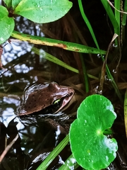 Lithobates vibicarius