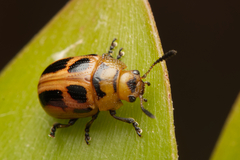 Calomela crassicornis