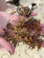 Sargassum fluitans