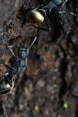Polyrhachis euterpe