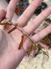 Sargassum fluitans