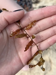 Sargassum fluitans