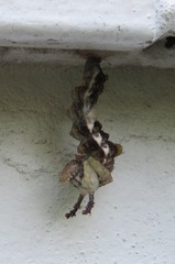 Limenitis