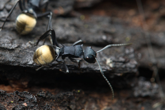 Polyrhachis euterpe