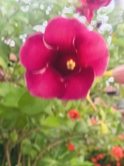 Allamanda