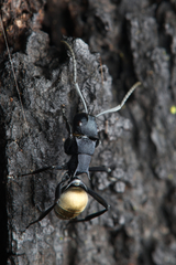 Polyrhachis euterpe