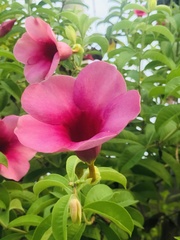 Allamanda