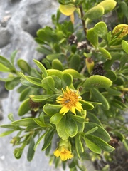 Borrichia arborescens