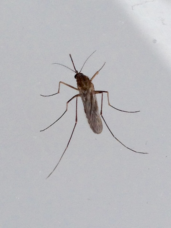 Southern House Mosquito (Diptera (flies) of the British Indian Ocean