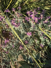 Dalea frutescens