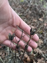 Camassia