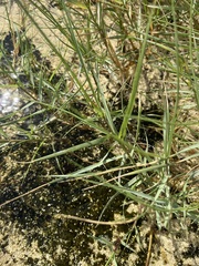 Sporobolus virginicus