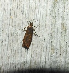 Hierodoris atychioides