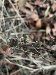 Camassia