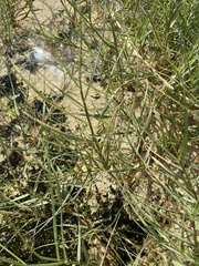 Sporobolus virginicus