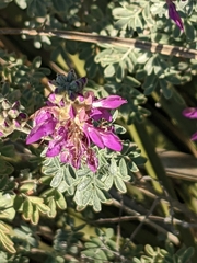 Dalea frutescens