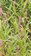 Persicaria decipiens