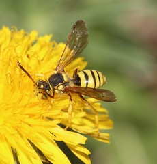 Nomada