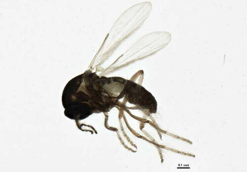 Dasyhelea (Diptera (flies) of the British Indian Ocean Territory ...