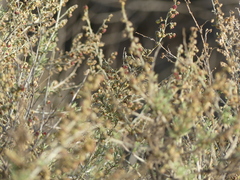 Artemisia californica