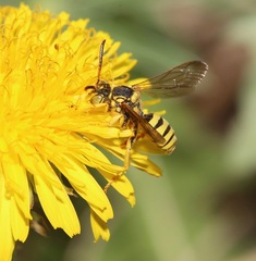 Nomada