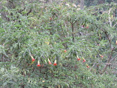 Brugmansia sanguinea
