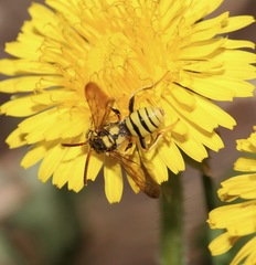 Nomada