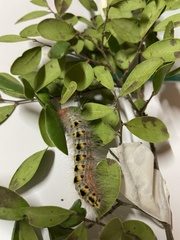 Xanthodes transversa