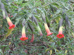Brugmansia sanguinea