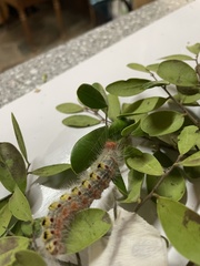 Xanthodes transversa