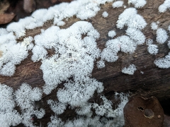Ceratiomyxa fruticulosa