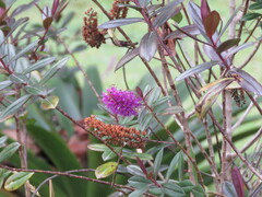 Grona heterocarpos