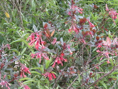 Fuchsia boliviana