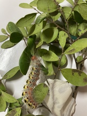 Xanthodes transversa