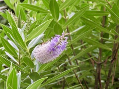 Veronica × andersonii