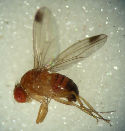 Small Fruit Flies (Diptera (flies) of the British Indian Ocean ...