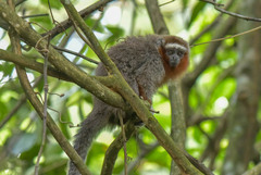 Plecturocebus ornatus