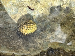 Nerita tessellata