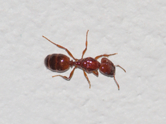 Pheidole