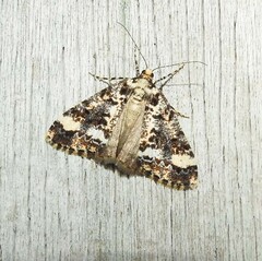 Pseudocoremia leucelaea