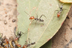 Iridomyrmex rubriceps