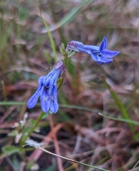 Lobelia brevifolia