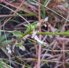 Lobelia brevifolia