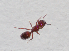 Pheidole